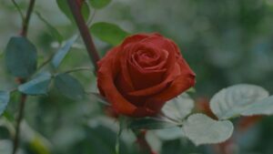 Groß (FROMECUADORWITHLOVE Still 2 ©IncineUniversitario)